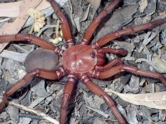 В Австралия откриха нов гигантски вид паяк с дължина над 20 сантиметра