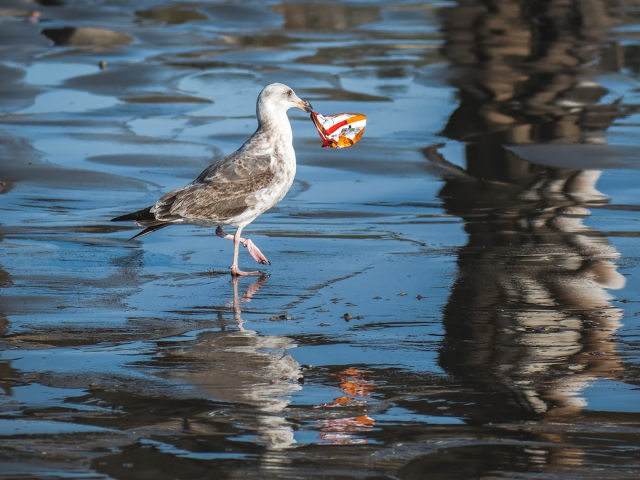 Морските птици започнаха да страдат от ново заболяване "пластикоза"