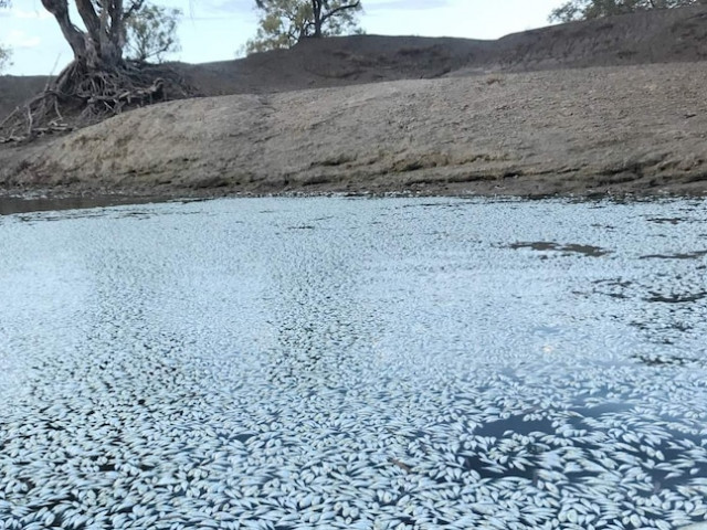 Потоци мъртва риба затлачиха важна река в Австралия
