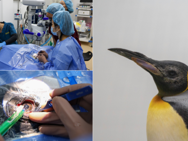 Оперираха очите на пингвини в Сингапур