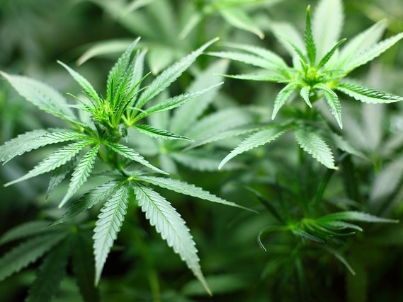 Тестово легализиране на марихуаната ще се проведе в Цюрих