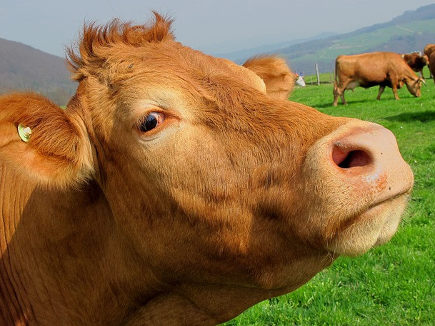 Нидерландия в борба за намаляване на азота ограничава животновъдството