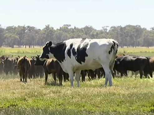 В Австралия  двуметров бик избегна кланицата заради гигантските си размери