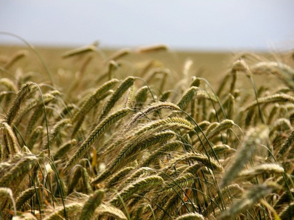 Излишъкът от украинско зърно в Европа може да доведе до смяна на правителства