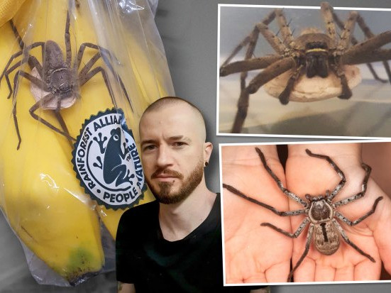 "Видях най-големия паяк в света върху бананите, които купих"