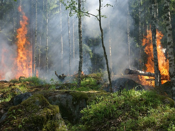 Първият за годината природен пожар бушува във френските Пиренеи