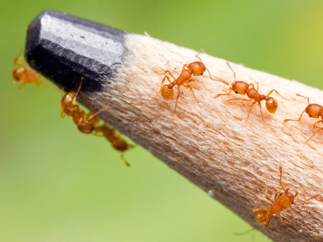 Огнени мравки налазиха  Израел
