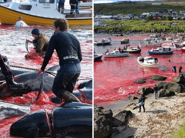 Отново кървав лов на китове на Фарьорските острови