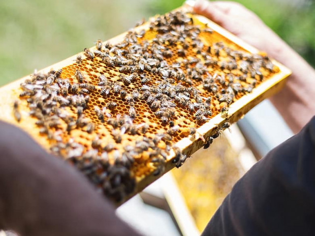 В Европейския съюз се увеличава броят на пчелите във фермите