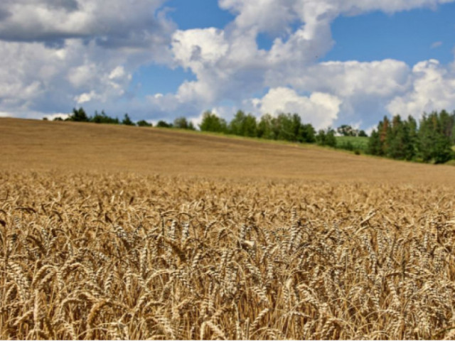 Румъния иска удължаване на забраната за внос на украинско зърно