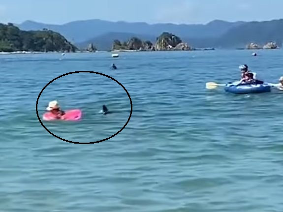Уникално видео: Делфини нападат хора