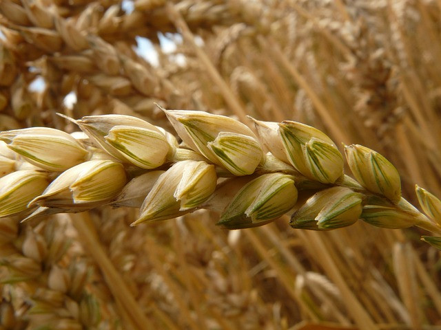 Цените на пшеницата актуализираха 5-месечен връх
