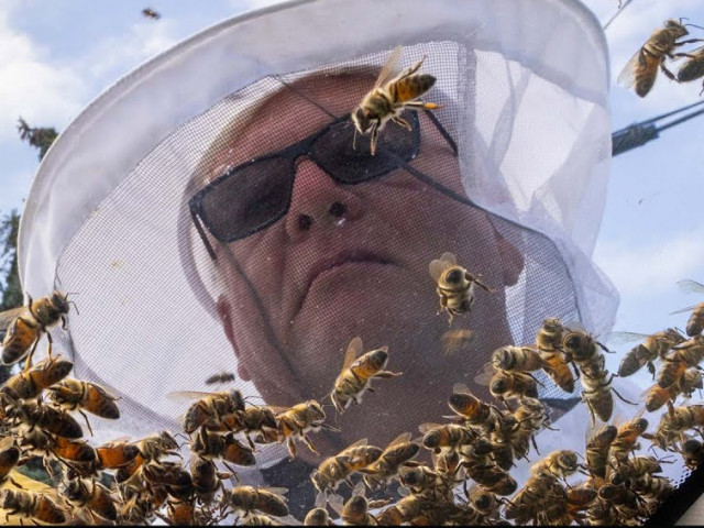 Вдигнаха по тревога пчелари в Канада, за да заловят 5 милиона избягали пчели