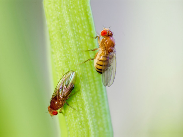 Плодовата мушица като източник на хранителен протеин