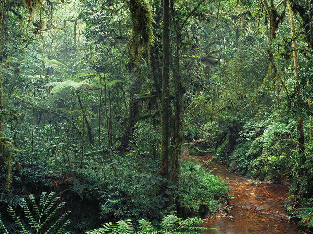CNN: Фотосинтезата в джунглите може да спре поради аномалните горещини