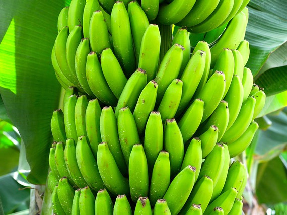 Казахстан започна да отглежда банани в промишлен мащаб