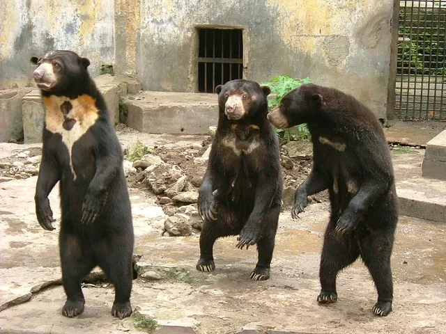 Заподозряха китайски зоопарк, че показва хора, маскирани като мечки
