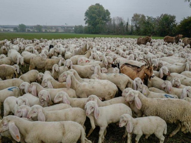 Сардиния търси овчари
