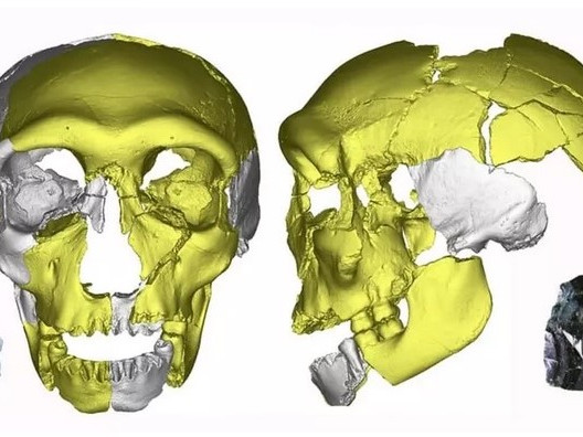 Учени откриха череп на възможно неизвестен досега човешки вид