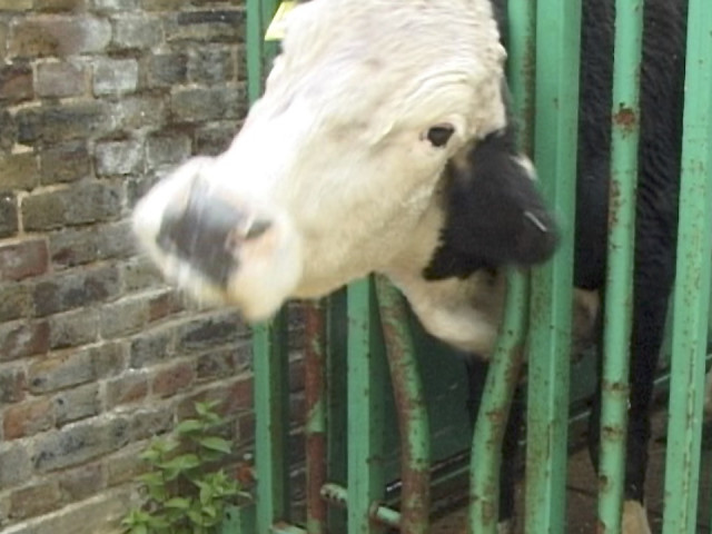 Луда крава може би се завръща, предупреждават ветеринарните власти по света