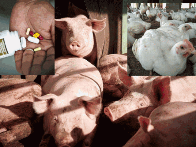 Скандал в Уганда заради угояване на свине и пилета с лекарства за ХИВ