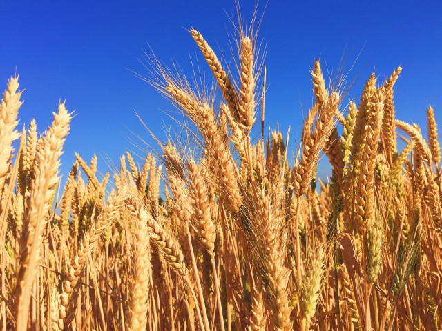 Египет смени руската пшеница с френска и българска