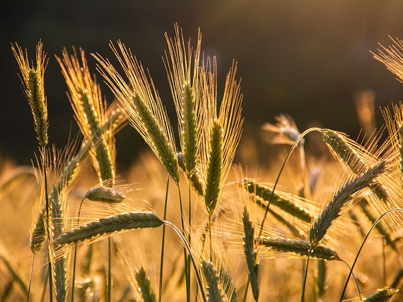 Европейската комисия не удължи забраната за износ на украинско зърно за ЕС