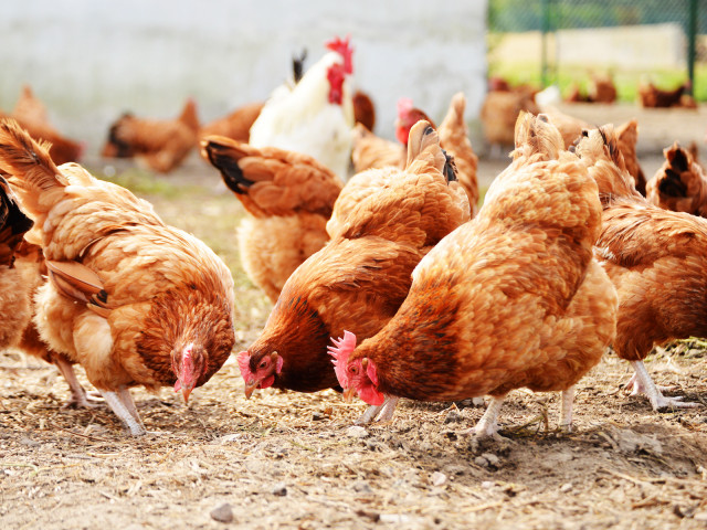 Редактирана ДНК защитава пилетата от птичи грип