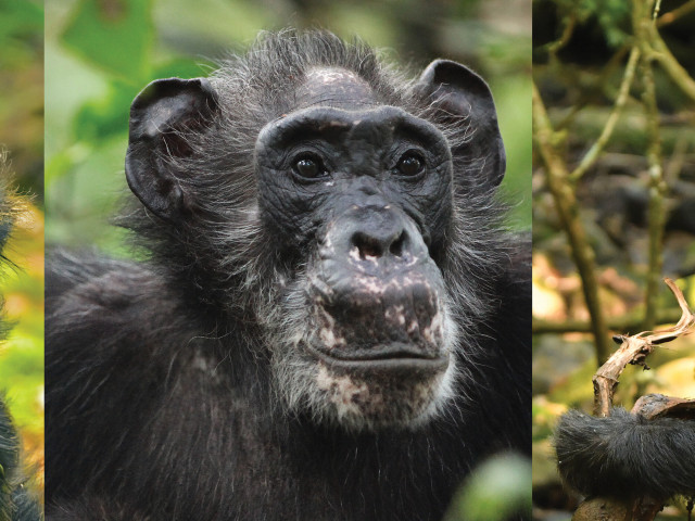 Доказателства за менопауза при шимпанзета преобръщат представите за човешката еволюция
