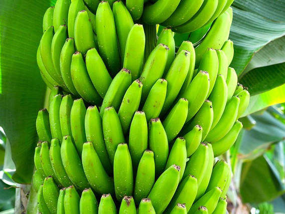 За пръв път в света е разрешена употребата на генетично-модифицирани банани