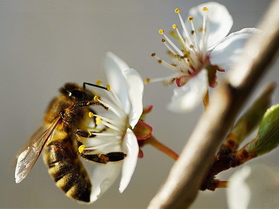 Британски, турски, австрийски и чешки учени ще създадат роботизирани пчели