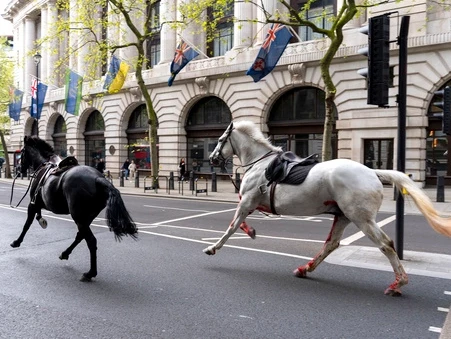 Избягали военни коне вилняха днес из Лондон