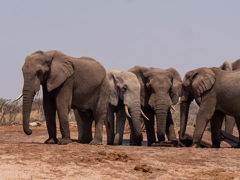 „Няма да приема отказ“: Президентът на Ботсвана заплашва да дари на Германия слонове