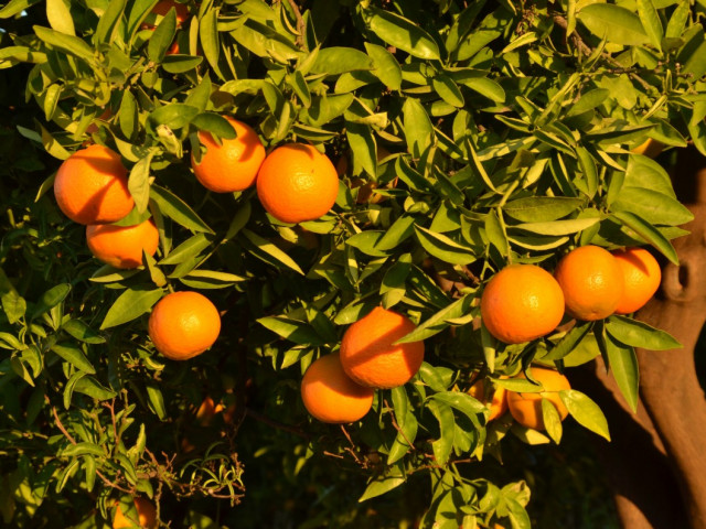Светът може да остане без портокалов сок: от Бразилия дойде "портокалова криза"