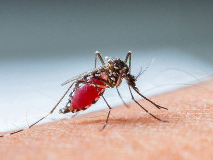 Предупреждение за пътешественици: Треска  денга се разпространява в Европа