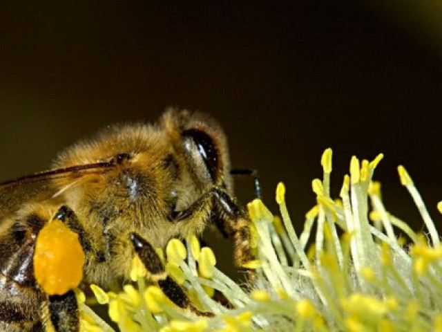 Проекти за над 6 млн. лв. са подадени по Националната програма по пчеларство за 2020 г.