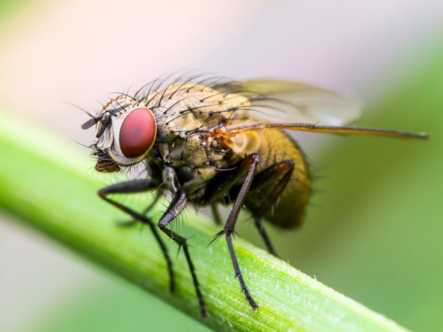 Как да се отървем от мухите вкъщи: 3 бързи начина за борба с тях