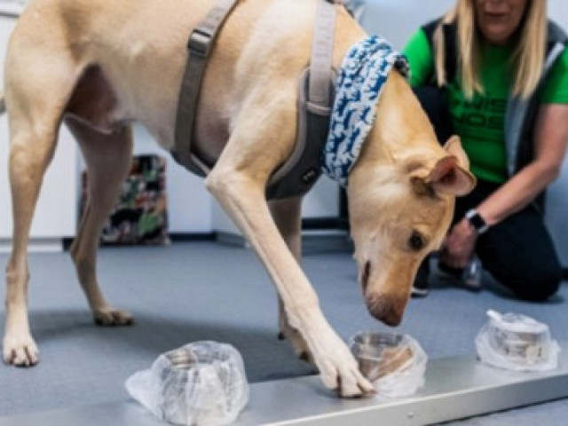 Обучени кучета на летището в Хелзинки откриват COVID-19 със 100% точност