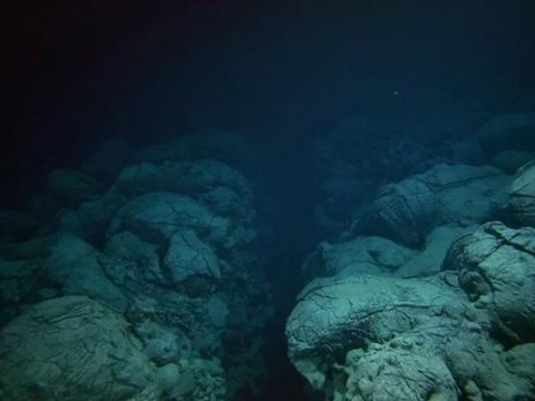 Откриха неизвестни за науката същества на дъното на Тихия океан