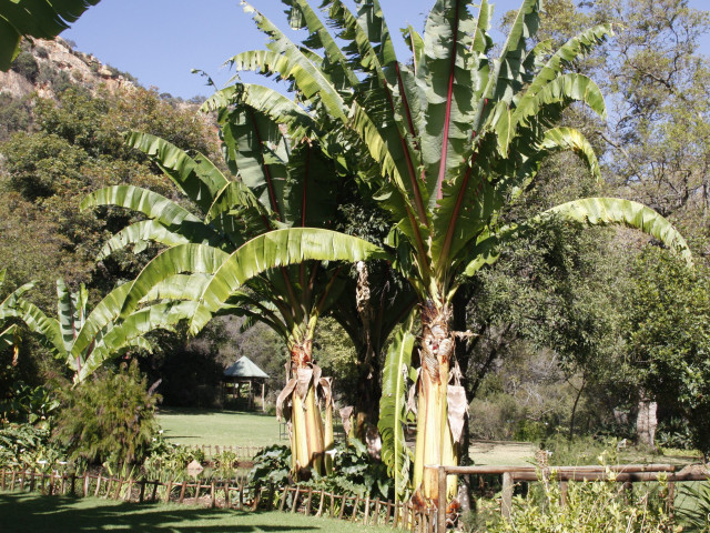 Етиопско бананово дърво може да се окаже храната на бъдещето