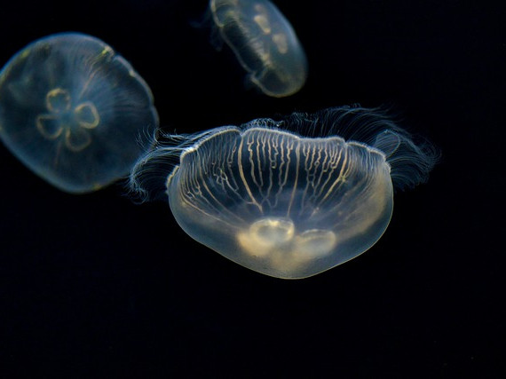 Изследователи "прочетоха" мислите на медузата