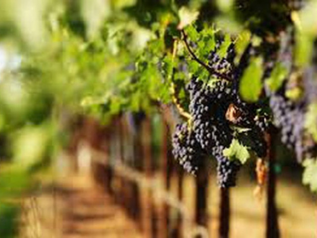 Започва вторият прием по мярката за инвестиции във винарни