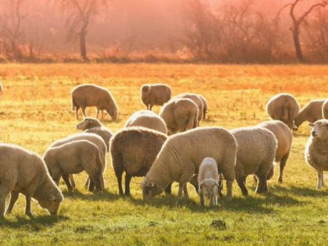 В Шотландия продадоха овен на баснословна цена