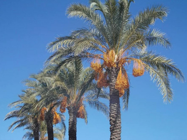 Финиковите палми - ефективно оръжие в борбата против екологичните проблеми в арабския свят