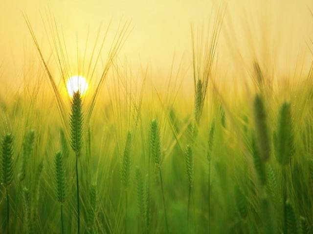 Аржентина стана първата държава, одобрила ГМО пшеница