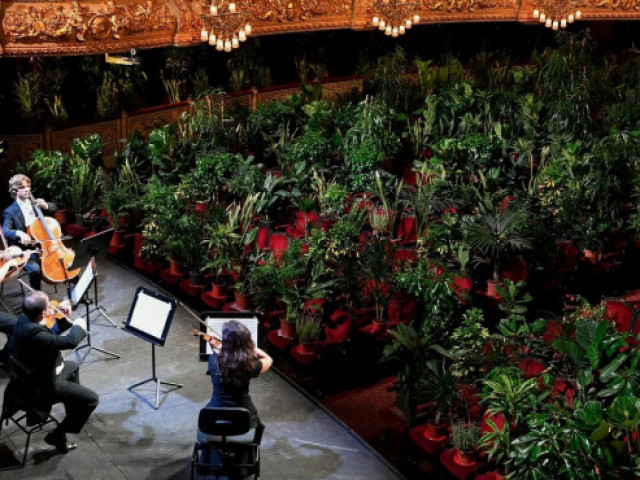 Струнен квартет изнесе концерт пред публика от близо 2300 саксийни растения