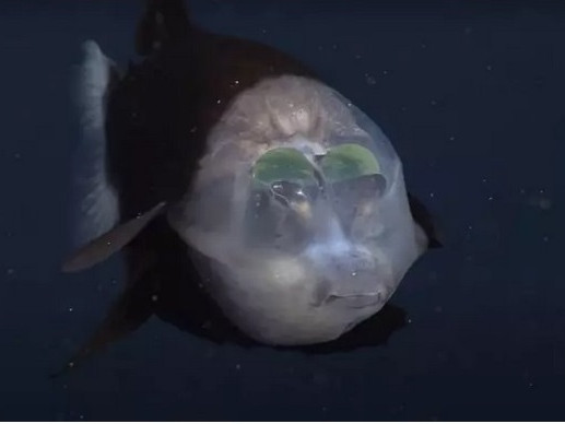 Учени заснеха прозрачна рядка риба на видео