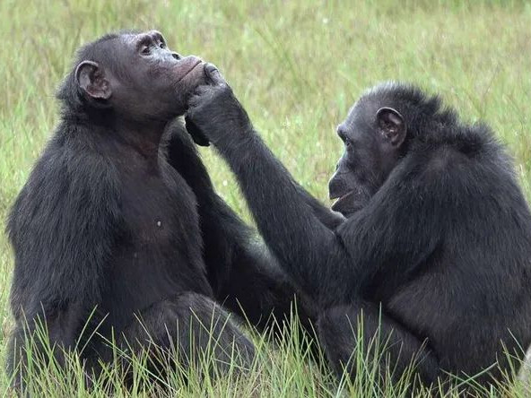 Шимпанзетата налагат върху раните си намачкани насекоми