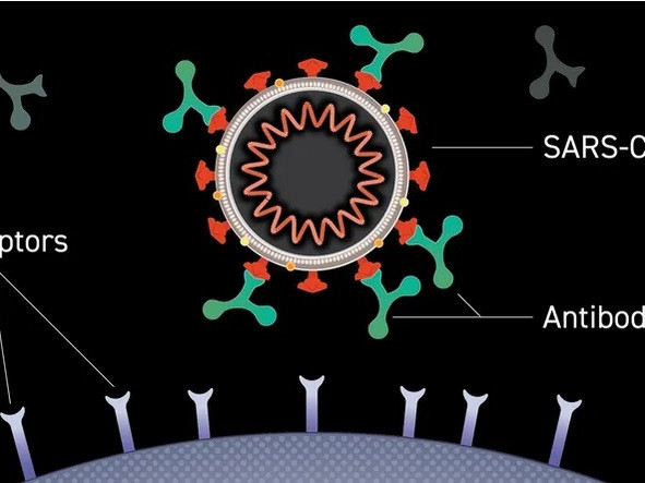 Каква е разликата между антителата след ваксиниране и след коронавируса