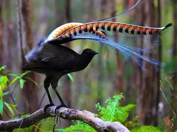 Уникална птица имитира звука на бензинови резачки, фотокамери и автомобили